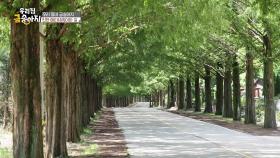 학동마을의 금송아지, 진안 메타세퀘이아 길 | KBS 250804 방송