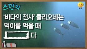 바다의 천사 클리오네는 먹이를 먹을 때 [ ]다 [스펀지 레전드] | KBS 060304 방송