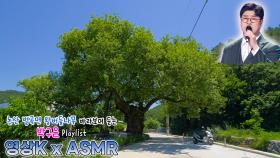 태클을 걸지마😎 #박구윤 과 함께하는 논산시 벌곡면 도산리 왕버들나무 / KBS 대전방송