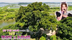 예쁘잖아😍 #오유진 과 함께하는 논산시 강경읍 북옥리 느티나무 / KBS 대전방송