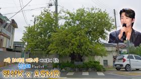 증거🎶 #신승태 와 함께하는 세종특별자치시 조치원읍 서창리 버드나무 / KBS 대전방송