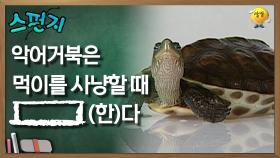 악어 거북은 먹이를 사냥할 때 [ ](한)다. [스펀지 레전드] | KBS 060401 방송