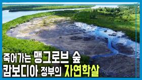 도시 쓰레기의 습격, 맹그로브 숲의 비명 | KBS 250927 방송