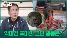 두 번째 악마견 퓨마의 고민 행동은? | KBS 251009 방송