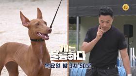 [예고] 이집트 신화 벽화 속의 개?🐕 교육이 힘든 고민견의 입학! | KBS 방송