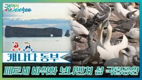 10만 마리의 북방 가넷이 모여 사는 페르세 | KBS 251018 방송