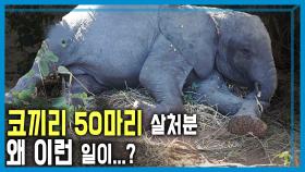 짐바브웨 가뭄 코끼리의 습격 | KBS 251004 방송