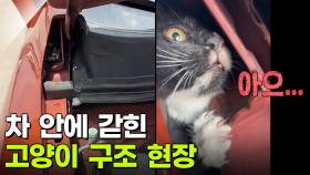 ‘너가 왜 거기서 나와?’ 차 안에 갇힌 고양이 구조 현장 [리얼 카메라 진실의 눈] | KBS 251024 방송