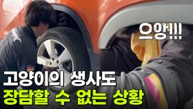 고양이의 생사도 장담할 수 없는 상황 [리얼 카메라 진실의 눈] | KBS 251024 방송