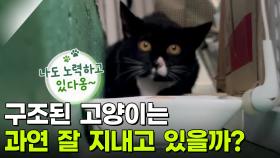 구조된 고양이는 과연 잘 지내고 있을까? [리얼 카메라 진실의 눈] | KBS 251024 방송