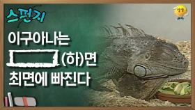 이구아나는 [ ](하)면 최면에 빠진다 [스펀지 레전드] | KBS 060422 방송