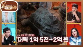 밥값만 300만 원인 채식 육지 거북이?! 손자를 위한 거북이 분양...?💸 | KBS 251102 방송