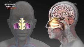 냄새를 잃은 코와 뇌, 후각 상실의 경고 | KBS 251105 방송