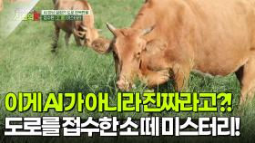이게 AI가 아니라 진짜라고?! 도로 한복판을 접수한 소 떼 미스터리! [리얼 카메라 진실의 눈] | KBS 251107 방송