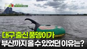 대구 출신 풍뎅이가 부산까지 올 수 있었던 이유는? [리얼 카메라 진실의 눈] | KBS 251107 방송