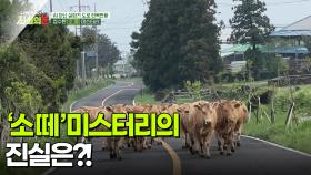 과연 ‘소 떼’ 미스터리의 진실은?! [리얼 카메라 진실의 눈] | KBS 251107 방송