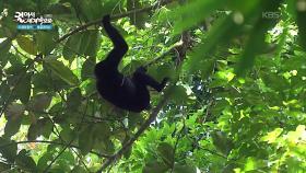 울창한 밀림 사이로 돌아다니는 원숭이들 | KBS 251111 방송