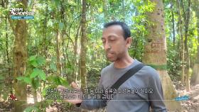 멸종 위기에 처한 원숭이를 만날 수 있는 라와차라 국립공원 | KBS 251111 방송