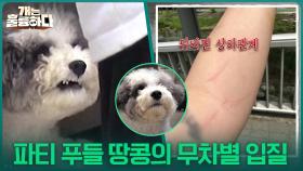 파티 푸들 땅콩, 맹견 못지않은 무차별 입질?! | KBS 251113 방송