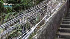 실이 끊어지지 않고 끝까지 올라가면 장수할 수 있다는 전설이 있는 스리파다! | KBS 251118 방송