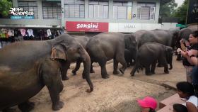 내전과 밀렵으로 다치거나 어미를 잃은 코끼들을 돌보는 핀나왈라 코끼리 고아원 | KBS 251118 방송