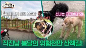 “ 보호자가 많이 혼나셔야 돼요😡 ” 직진남 봉달의 위험천만 산책길! | KBS 251120 방송