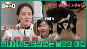 “ 저렇게까지?😯 ” 실내에서도 계속되는 오줌싸개 봉달의 마킹😅 | KBS 251120 방송