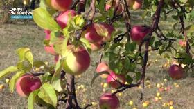 알마티 근교에서 찾은 사과 농장 | KBS 251119 방송