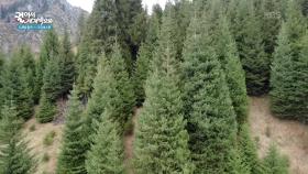 알마티 시내 어디서나 볼 수 있는 톈산산맥 | KBS 251119 방송