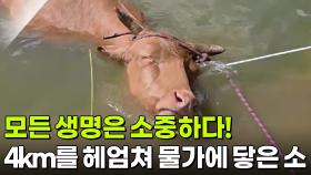 모든 생명은 소중하다! 4km를 헤엄쳐 물가에 닿은 소 [리얼 카메라 진실의 눈] | KBS 251121 방송
