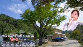 가위바위보 ✌✊🖐 #별사랑 과 함께하는 대전광역시 유성구 안산동 은행나무 / KBS 대전방송