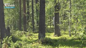 여름에 그 어느 곳보다 아름다운 레비의 숲 | KBS 251120 방송