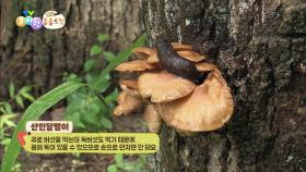 [에그박사의 동물도감] 점액으로 자신을 보호하는 산민달팽이! | KBS 251125 방송