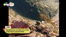 [에그박사의 동물도감] 물 속에 숨어있던 가재 발견! | KBS 251125 방송