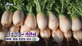 [홍보 장사 만만세] 올해 김장도 이상 무! | KBS 251125 방송