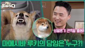 마메시바 루키의 담임은 누구?! ＂시바견 교육 경험 다수!＂ | KBS 251127 방송