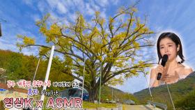 내가 사랑한 것들은💖 #홍자 와 함께하는 공주시 계룡면 화은리 은행나무 / KBS 대전방송