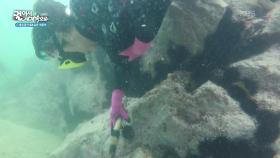 맨 몸으로 작업을 하는 최북단 해녀, 고소데 | KBS 251128 방송