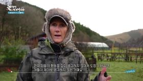 양들의 이탈을 막도록 훈련받는 보더콜리 | KBS 251129 방송