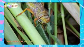 [에그박사의 동물도감] 비상! 벌레들이 지구를 습격했다!? | KBS 251202 방송