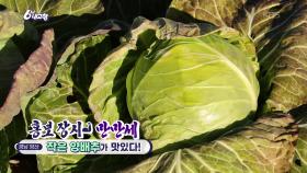 [홍보 장사 만만세] 작은 양배추가 맛있다! | KBS 251202 방송