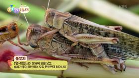 [에그박사의 동물도감] 잘 활용하면 우리에게 좋은 영향을 주는 풀무치들! | KBS 251202 방송