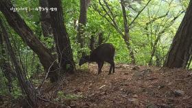 최초 공개, 사향노루의 사생활 | KBS 251204 방송