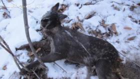 사향 노루의 개채 수가 늘지 않는 원인이 되는 불법 밀렵! | KBS 251204 방송