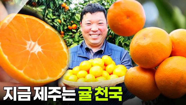 수확의 달인: 지금 제주는 귤 천국 | KBS 251204 방송