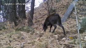 올무에 왼쪽 발목 잃은 사향 노루 암컷 | KBS 251204 방송