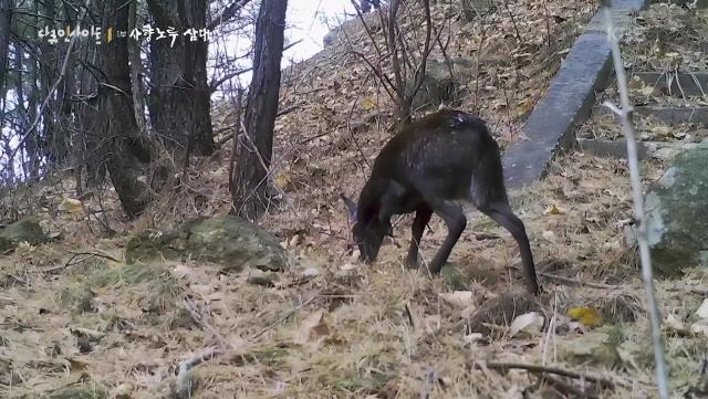 올무에 왼쪽 발목 잃은 사향 노루 암컷 | KBS 251204 방송