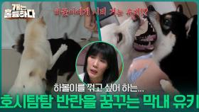 호시탐탐 반란을 꿈꾸는 3견 3색, 삼 시바네 막내 유키! | KBS 251204 방송