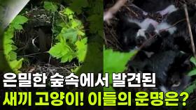 은밀한 숲속에서 발견된 새끼 고양이! 이들의 운명은? [리얼 카메라 진실의 눈] | KBS 251205 방송