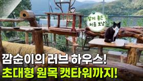 깜순이의 러브 하우스! 초대형 원목 캣타워까지! [리얼 카메라 진실의 눈] | KBS 251205 방송